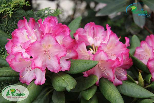 Rhododendron Trinidad